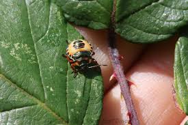 Attēlu rezultāti vaicājumam “Troilus luridus”
