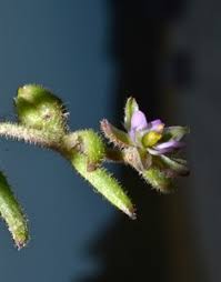 Attēlu rezultāti vaicājumam “Spergularia marina leaf”