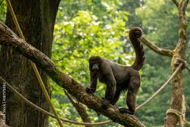 Attēlu rezultāti vaicājumam “Hemitrichia leiotricha macro”