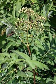 Attēlu rezultāti vaicājumam “Sambucus nigra leaf”