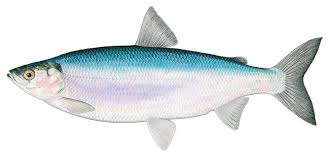 Image result for Coregonus artedi