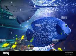 Image result for Bathytoshia brevicaudata