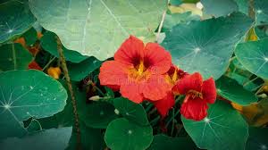 Attēlu rezultāti vaicājumam “Tropaeolaceae”