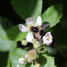 Attēlu rezultāti vaicājumam “Volucella pellucens”