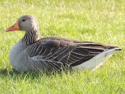 Attēlu rezultāti vaicājumam “Anser anser adult”