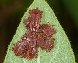 Attēlu rezultāti vaicājumam “Trichia longipalpis macro”