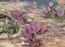 Attēlu rezultāti vaicājumam “Ascocoryne cylichnium”