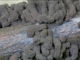 Attēlu rezultāti vaicājumam “Stemonitidaceae”