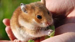 Afbeeldingsresultaat voor hamsters