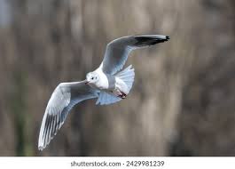 Attēlu rezultāti vaicājumam “Larus argentatus eggs”