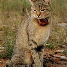 Attēlu rezultāti vaicājumam “Felis silvestris catus adult”