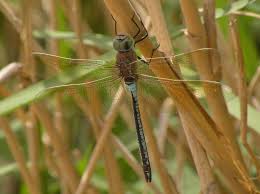 Attēlu rezultāti vaicājumam “Anax parthenope”