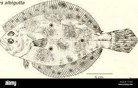 Image result for Paralichthys albigutta