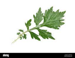 Image result for Artemisia vulgaris