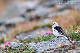 Attēlu rezultāti vaicājumam “Plectrophenax nivalis”