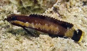 Attēlu rezultāti vaicājumam “Acalitus longisetosus”