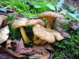 Attēlu rezultāti vaicājumam “Cantharellus lutescens”