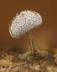 Attēlu rezultāti vaicājumam “Physarum bryomacrocarpum macro”