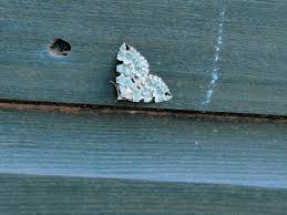 Attēlu rezultāti vaicājumam “Colostygia pectinataria male”