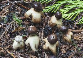 Attēlu rezultāti vaicājumam “Geastrum quadrifidum”