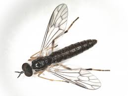 Attēlu rezultāti vaicājumam “Xylophagidae”