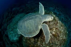 Image result for Lepidochelys kempii