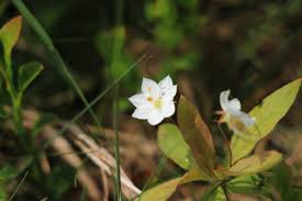 Attēlu rezultāti vaicājumam “Trientalis europaea leaf”