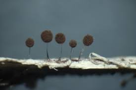 Attēlu rezultāti vaicājumam “Comatricha fragilis stalked”