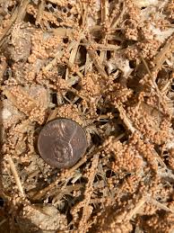 Attēlu rezultāti vaicājumam “Lycogala sp.”