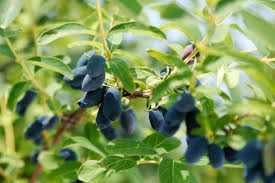 Attēlu rezultāti vaicājumam “Lonicera caerulea var. pallasii fruit”