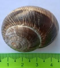 Attēlu rezultāti vaicājumam “Helix pomatia”