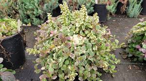 Image result for Ajuga reptans
