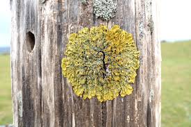 Attēlu rezultāti vaicājumam “Taphrina betulina”