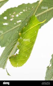 Attēlu rezultāti vaicājumam “Laothoe populi larva”