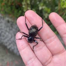 Attēlu rezultāti vaicājumam “Poecilochirus sp.”
