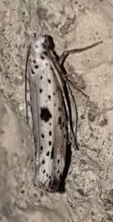 Attēlu rezultāti vaicājumam “Yponomeuta plumbella”