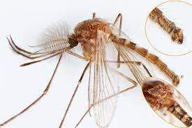 Attēlu rezultāti vaicājumam “Culex pipiens female”