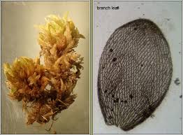 Attēlu rezultāti vaicājumam “Sphagnum papillosum”