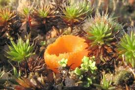 Attēlu rezultāti vaicājumam “Octospora humosa”