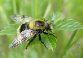 Attēlu rezultāti vaicājumam “Volucella bombylans”
