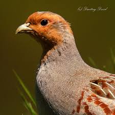 Attēlu rezultāti vaicājumam “Perdix perdix”