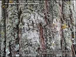 Attēlu rezultāti vaicājumam “Athelia arachnoidea”