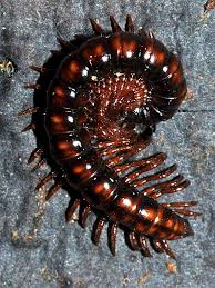 Attēlu rezultāti vaicājumam “Strongylosoma pallipes”