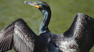 Image result for Phalacrocorax auritus