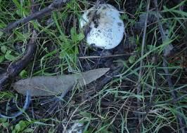 Attēlu rezultāti vaicājumam “Lepista sp.”