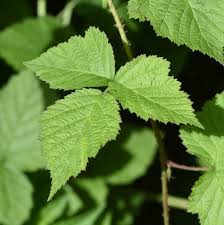 Attēlu rezultāti vaicājumam “Rubus caesius”