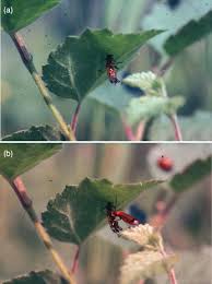 Attēlu rezultāti vaicājumam “Entomophaga grylli”