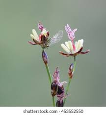 Attēlu rezultāti vaicājumam “Juncus gerardii leaf”