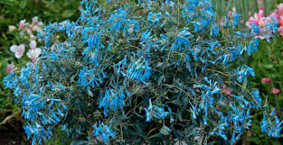 Attēlu rezultāti vaicājumam “Corydalis”
