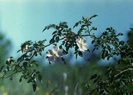 Attēlu rezultāti vaicājumam “Rosa subcanina”